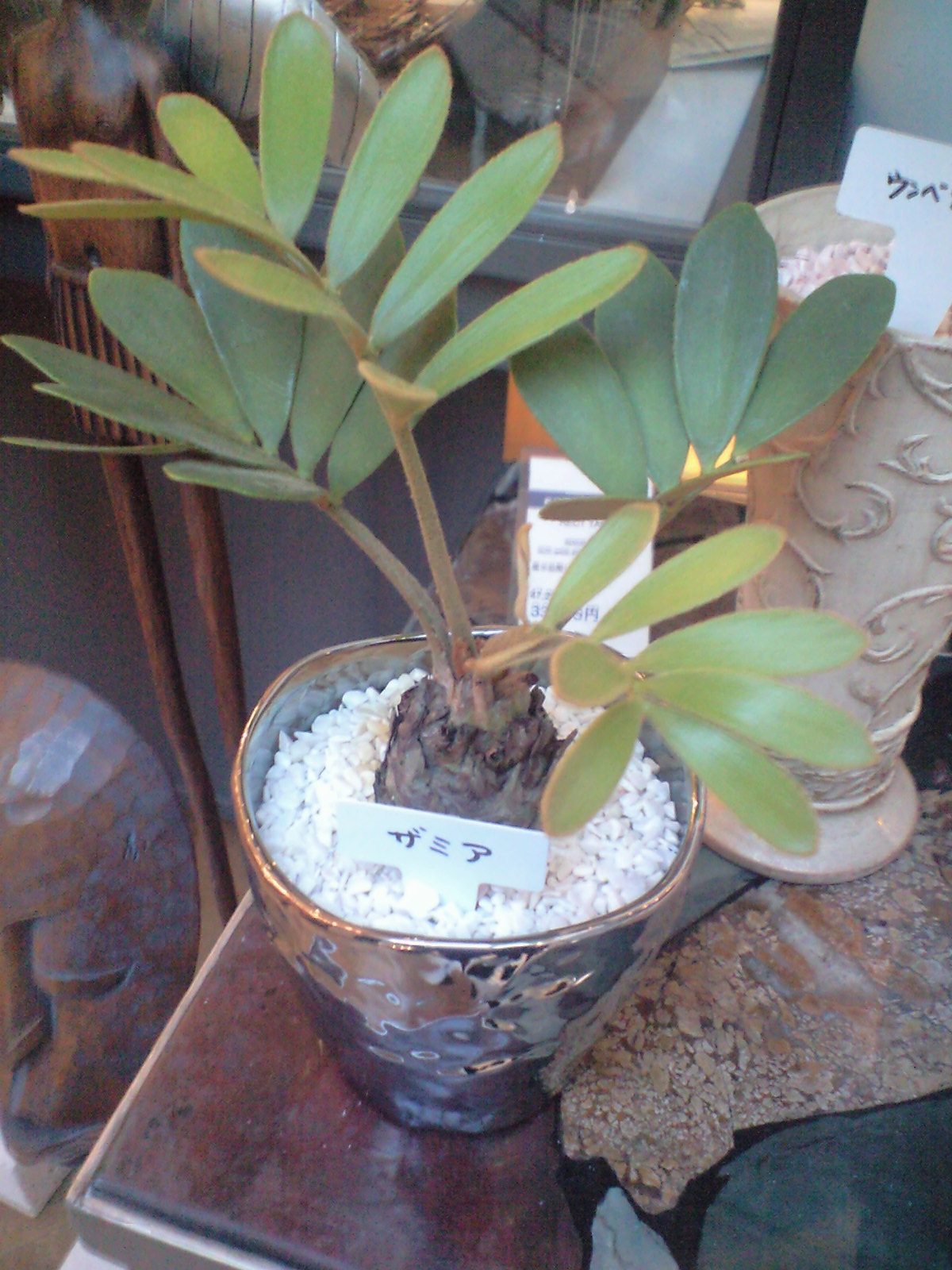 かわいい観葉植物 ザミア 人気ギフト 観葉植物の通販 育て方 エバーフレッシュ シマトネリコ パキラ